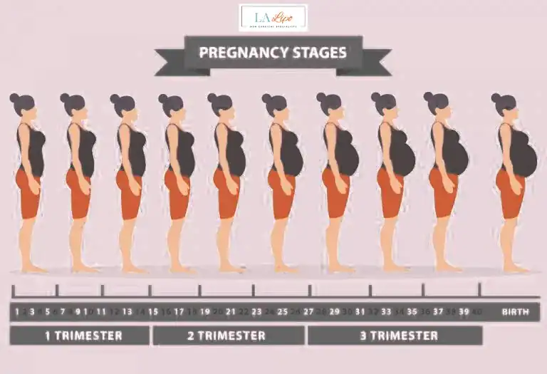 First Trimester (Weeks 1–12): Early Changes You Might Not Notice Higham Hill